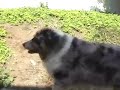 Gypsy the Aussie Wall Walking in  West Hollywood