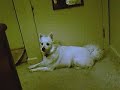 dog Sings CSI Theme Song