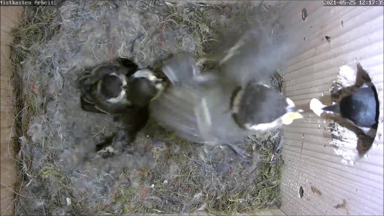 Die 3 verbliebenen Küken stehen kurz vor dem Ausflug! | Tag 18 | 25.05.2021