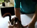 NUCITA LA ARDILLA