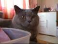 videos de Karthäuser Kater!! Wie Garfield nur in Blau ;-))