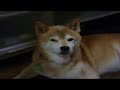 ????????????????????shiba inu ????????????????????shiba inu