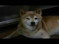 寝ないぞ。。絶対。。寝ない。。。。。柴犬shiba inu