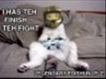 videos de Stupid Cat Week 4:Oporaition:Cheezburger