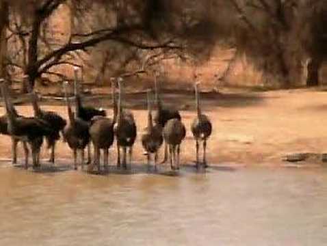 Ostrich Hasty Retreat at Pete's Pond ...