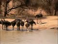 Ostrich Hasty Retreat at Pete\ Ostrich Hasty Retreat at Pete\