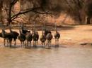 Ostrich Hasty Retreat at Pete's Pond 10/09/2006