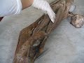 Musculos de miembro pelviano equino Musculos de miembro pelviano equino