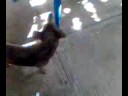 mi perro chocheman jejejej
