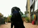 Edgar Returns  - Funny Rotty Part 3