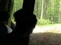 Fucking gorrlia Fucking gorrlia