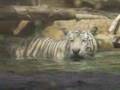 White Tiger Encounter 3 in Domincaner Replubic