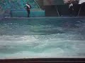 Tillikum Splash
