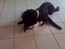 Kaya & Domino - toilette de chat Kaya & Domino - toilette de chat
