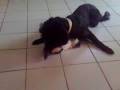 videos de Kaya & Domino - toilette de chat