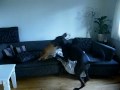 Red Noise Pitbull Vs. Grand Donis