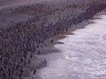 penguin punta tombo patagonia argentina