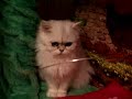Fairy Dew Persian Cats