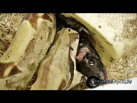 snake