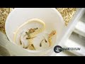 SnakeBytesTV 