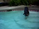 dog swimming