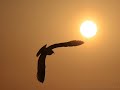 Fly Away - Jean Claude Ades