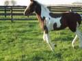 videos de Heart's Whisper canter