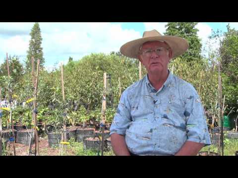 how to fertilize sweet olive