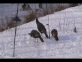 Cold Turkey Flying