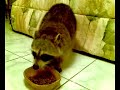 racoun de Guadeloupe se prenant pour un chien !!!