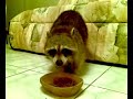 racoun de Guadeloupe se prenant pour un chien !!!