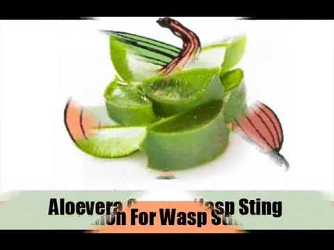 how to cure wasp sting