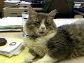 Monster the Singing Cat!