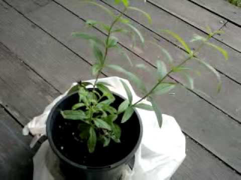 how to grow lemon verbena