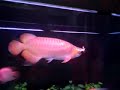 Arowana Vs. Frog 3