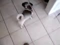 my Pug being crazy like usual