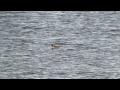 Click here to watch this video Fåglar längs Fyrisån/Birds along Fyris Creek, April 2011-2012