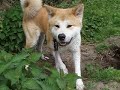 Akita Kensho Digging a Deep Hole