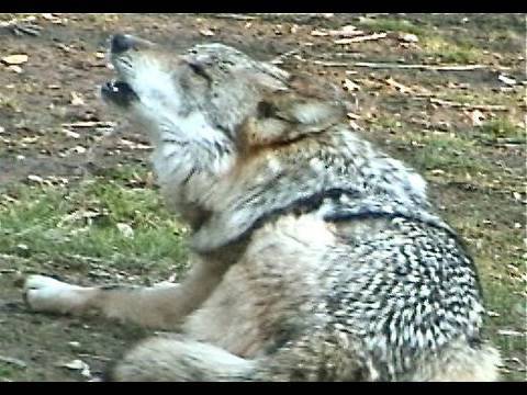 timber wolf