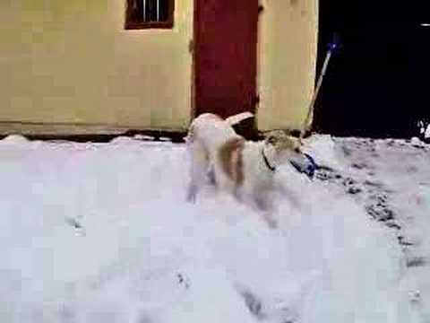 borzoi