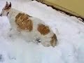 Borzoi -=winter adventure=- Borzoi -=winter adventure=-