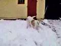 Borzoi video