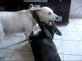 C�EZINHOS : NINA E BER NAMORANDO