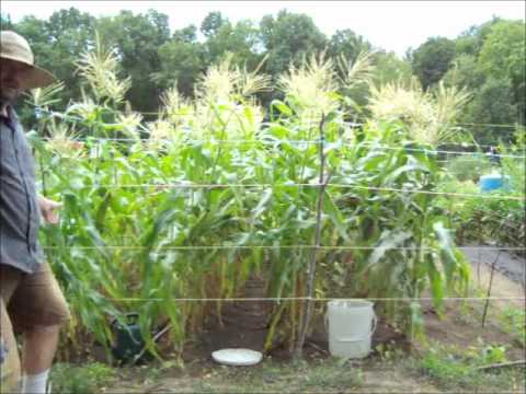 how to harvest corn by hand