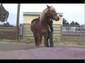Jump Up & Lay On Horse's Back, Preparing for First Ride