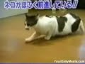 Make some fun of your cat Make some fun of your cat