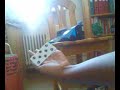 levitazione di una carta!!!magia!!!