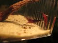 Sulawesi Shrimp Sulawesi Shrimp