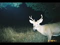 field dressing a deer   warning: graphics content