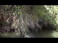 Bass fishing : Thin Blue Line Style